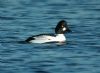 Goldeneye at Paglesham (Steve Arlow) (59567 bytes)